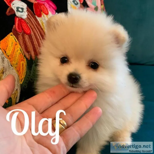 Pompoo male puppies