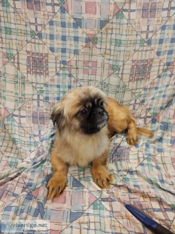 Sadie Needs a new home