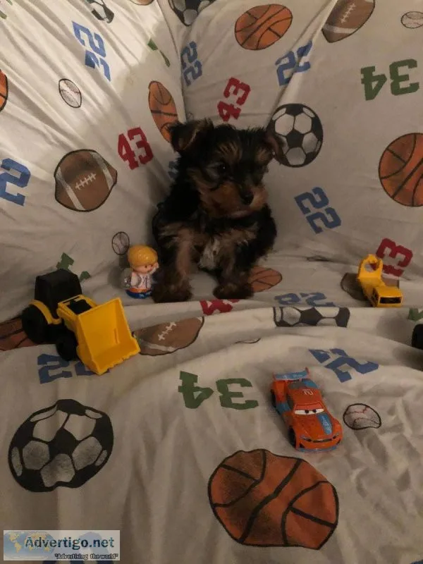 Micro Teacup Yorkies
