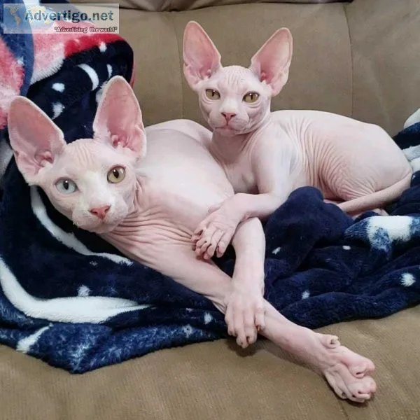 Male N Female Sphynx Kittens