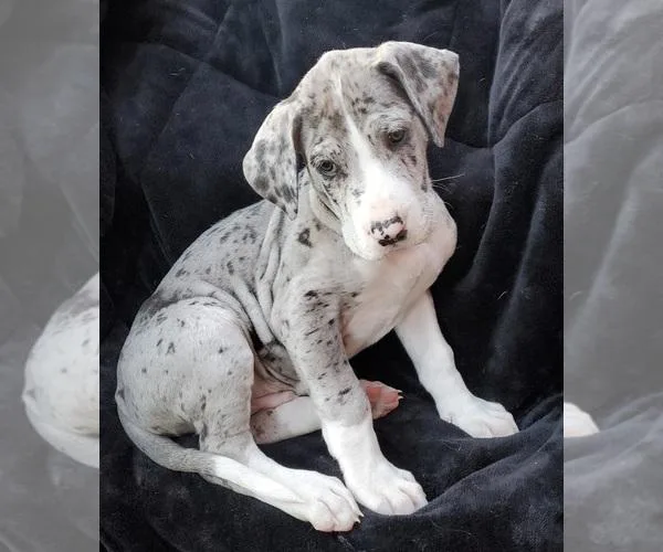 Great Dane Sweethearts
