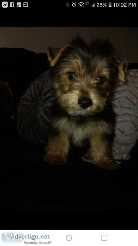 Yorkie male CKC