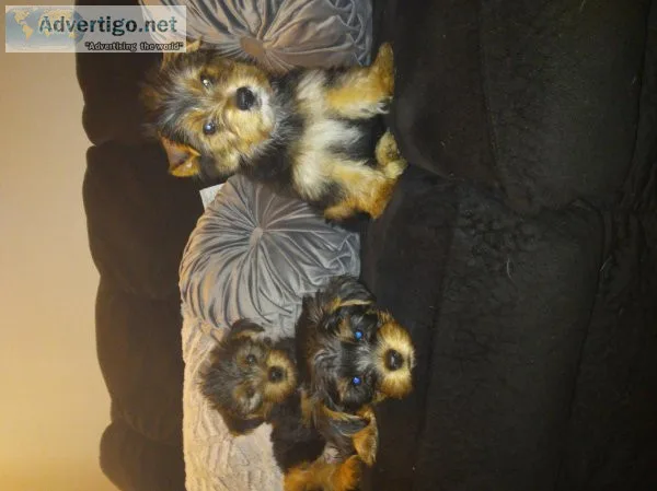 Male yorkie