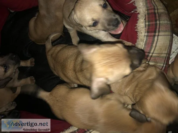 Doxiel puppy&rsquos