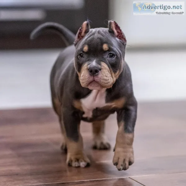 American bully for sale