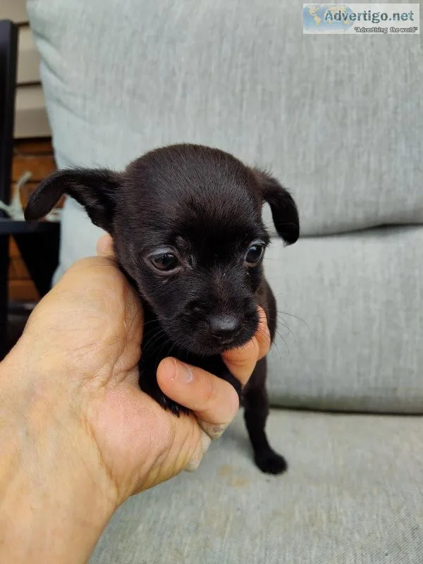 Chihuahua puppies