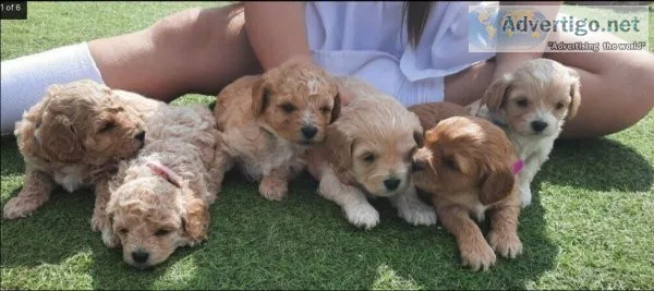 Cavapoo puppies ready for new homes