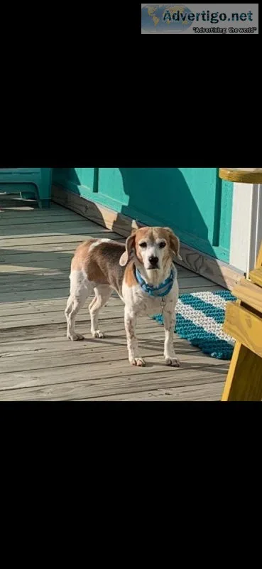 Lost Beagle