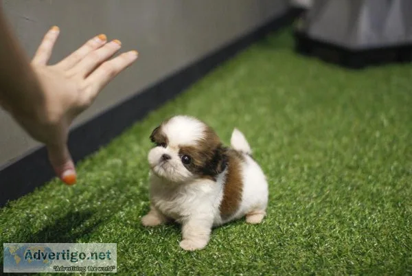 Teacup Shih Tzu 12 weeks old