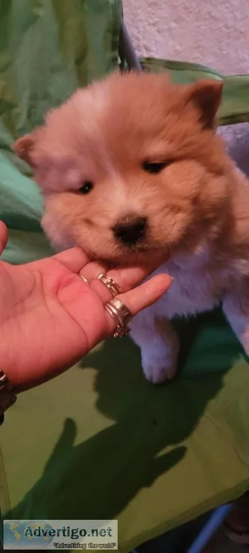 Huskychow puppies