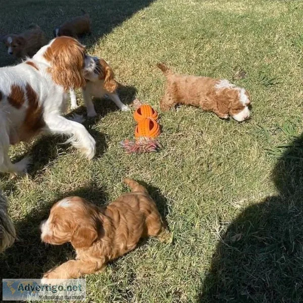 Cavapoo puppies ready for new homes