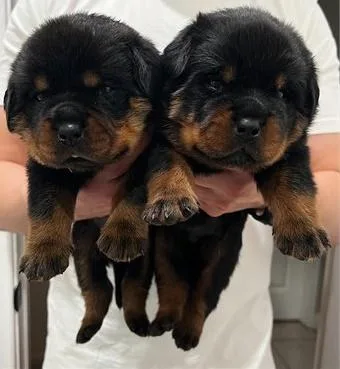 German Rottweiler Puppies