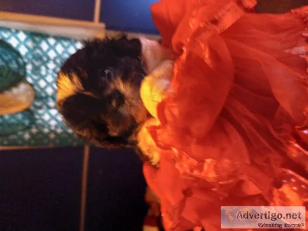 I have two Shih poo puppies