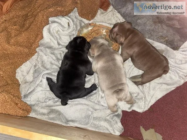 Bully pups