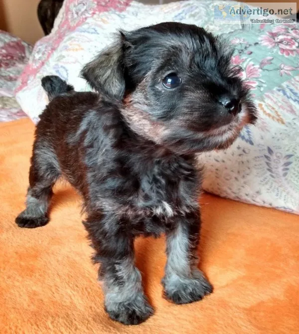 AKC Miniature Schnauzer female puppy