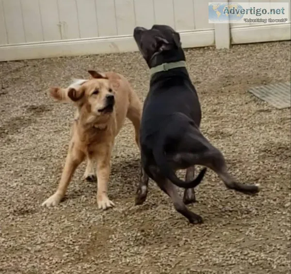 Where A dog can be a Dog (doggie daycare services)