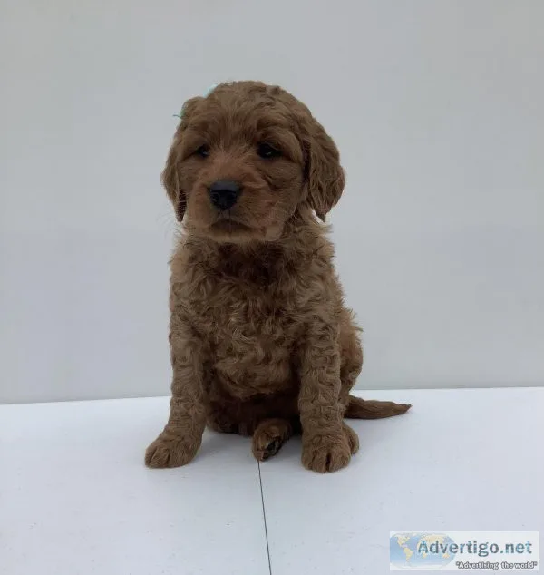 Ginger Goldendoodle