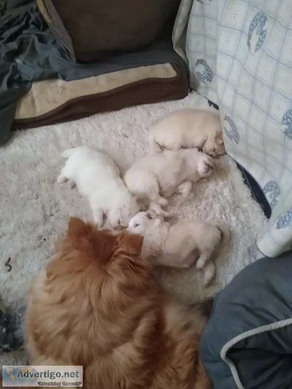 Pomeranian puppies