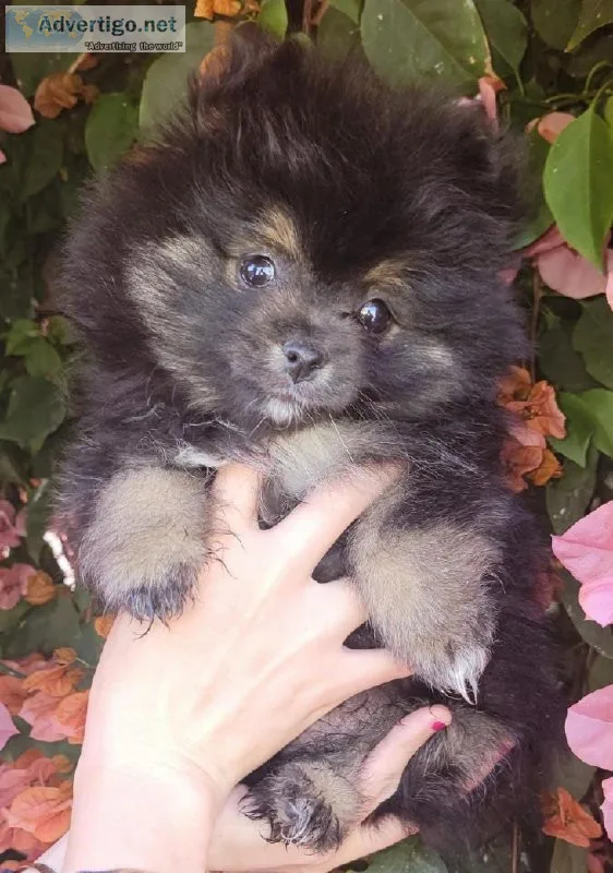 Pomeranian  female