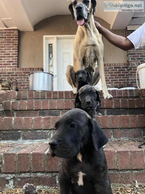 Great Dane Pups for Sale
