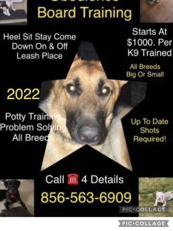 Perfect obedience your k9