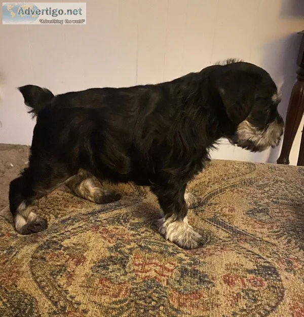 MINIATURE SCHNAUZER