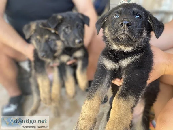 Full Breed German Shepherd puppies