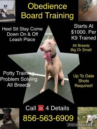 Perfect obedience training deal ????