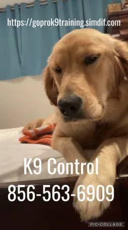 Problem solving dog obediencia