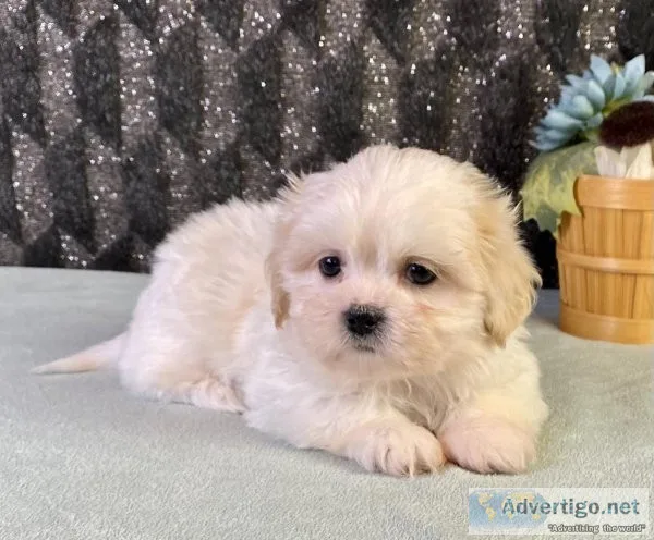 Timmy Shihtzu