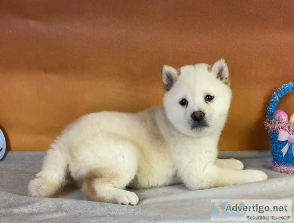 Casper Shiba Inu
