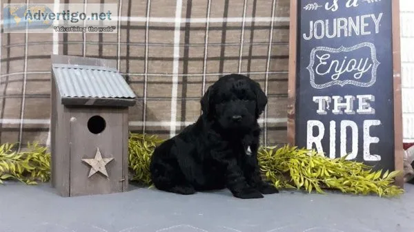 Brody Labradoodle
