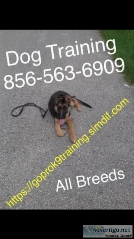 Trainer 4 dog control all