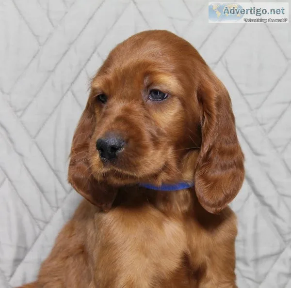 Oliver Irish Setter