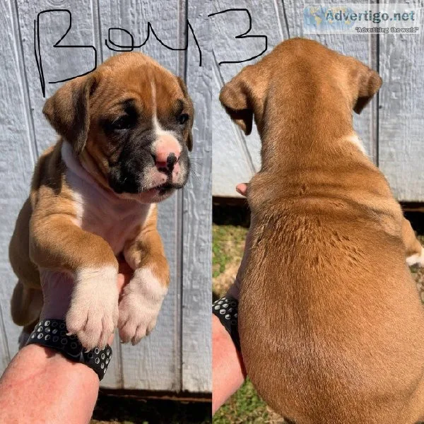 AKC Boxer Babies