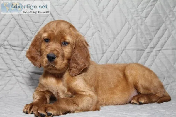 Cooper Irish Setter