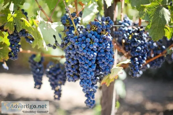 Join the wine club - get your wine free