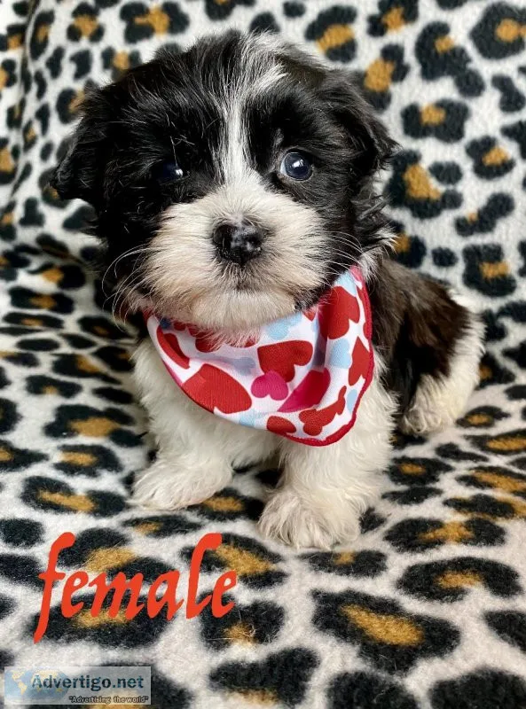 havanese puppies