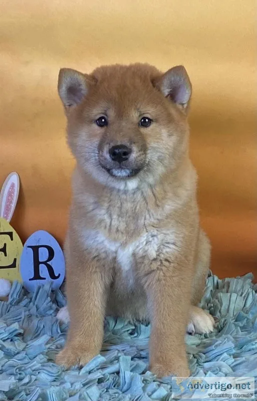 Ted Shiba Inu