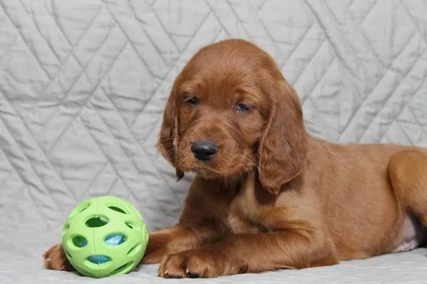 Franklin Irish Setter