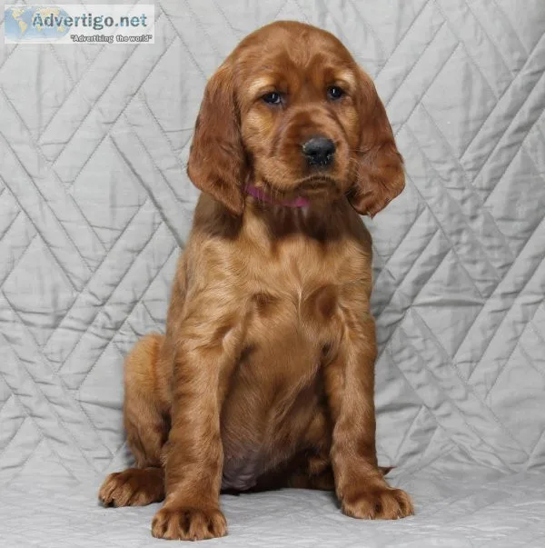 Sunny Irish Setter