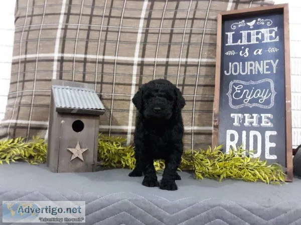 Brittany labradoodle