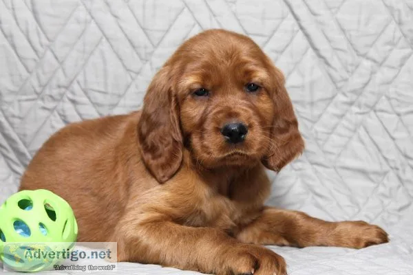Sam Irish Setter