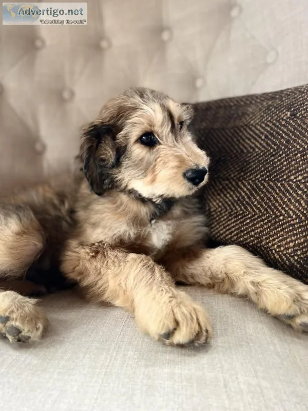Aussiedoodle