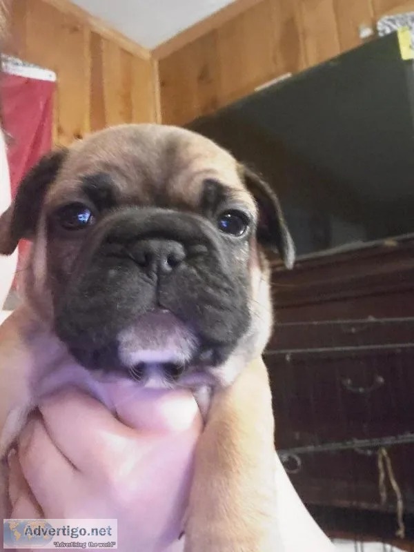 FRENCH BULLDOG PUPPIES
