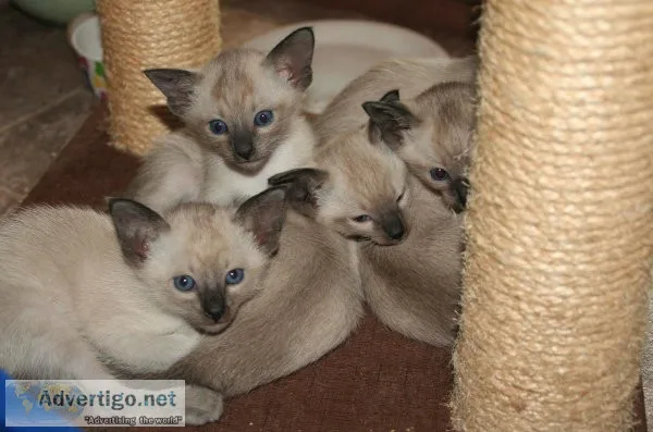 Siamese Kittens registered