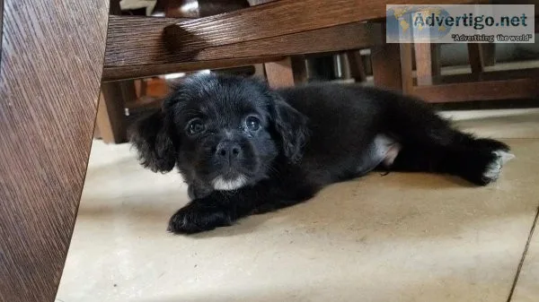 Cocker spaniel pomeranian puppies