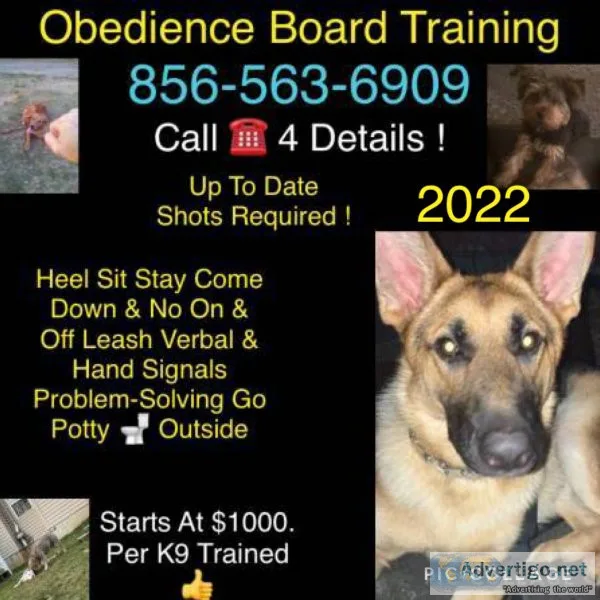 Puppy obedience adults to