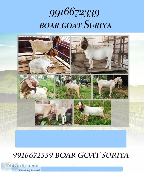 Boer goat/bakra for farming 150kg adult 9916672339