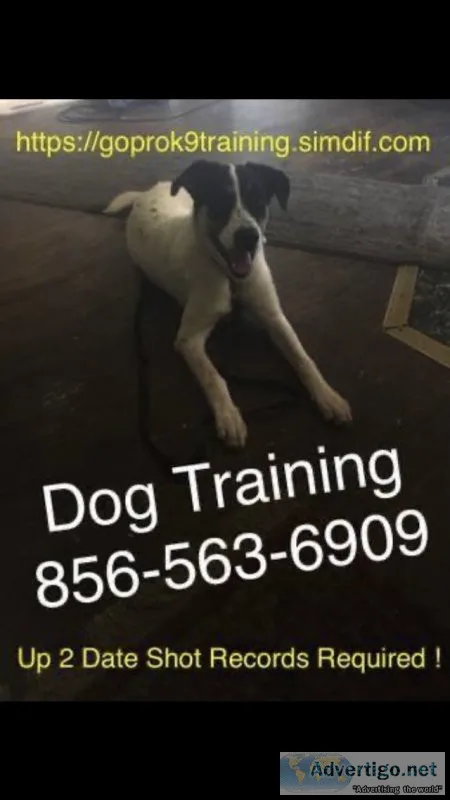 Problem solving all k9?s training